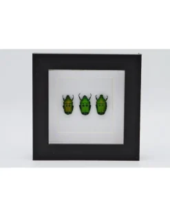 Groene kevers in luxe 3D lijst 12 x 12cm