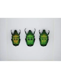 Groene kevers in luxe 3D lijst 12 x 12cm
