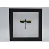Groene libel in luxe 3D lijst 17 x 17cm