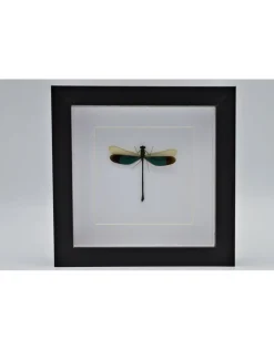 Groene libel in luxe 3D lijst 17 x 17cm