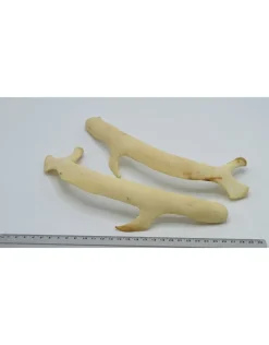 Groot struisvogel Rib nr 1