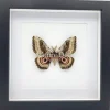 Gynanisa Maja (Pink Saturn Moth Africa) in luxe 3D lijst 22 x 22 cm