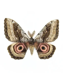 Gynanisa Maja (Pink Saturn Moth Africa) in luxe 3D lijst 22 x 22 cm