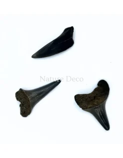 Haaientand klein (3 stuks) 1,5 x 1 x 0,5 cm