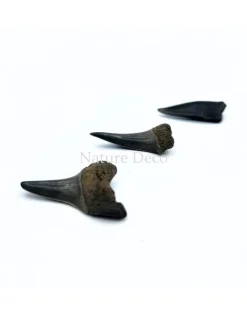 Haaientand klein (3 stuks) 1,5 x 1 x 0,5 cm