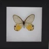 Haetera Piera in luxe 3D lijst 12 x 12cm