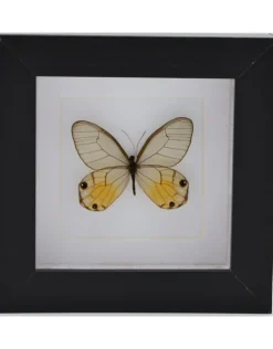 Haetera Piera in luxe 3D lijst 12 x 12cm