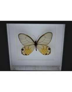 Haetera Piera in luxe 3D lijst 12 x 12cm