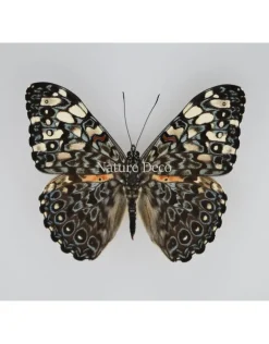 Hamadryas Iphthime in luxe 3D lijst