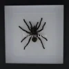 Hapalotremus Carabaya spin in luxe 3D lijst 17 x 17cm