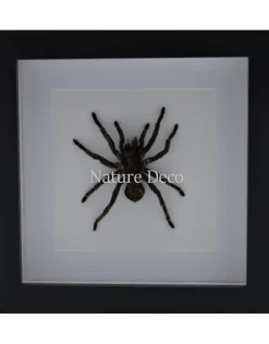 Hapalotremus Carabaya spin in luxe 3D lijst 17 x 17cm