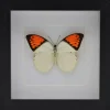 Hebomoia Glaucippe in luxe 3D lijst 17 x 17cm