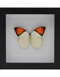 Hebomoia Glaucippe in luxe 3D lijst 17 x 17cm