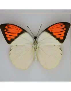 Hebomoia Glaucippe in luxe 3D lijst 17 x 17cm