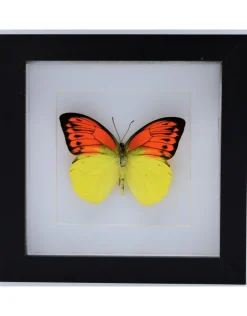Hebomoia Leucippe Leucippe in luxe 3D lijst 17x17cm