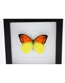 Hebomoia Leucippe Leucippe in luxe 3D lijst 17x17cm