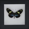 Heliconius Doris Eratonius blauw in luxe 3D lijst 12 x 12cm