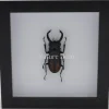 Hexarthrius Parryi Paradoxus (kever) in luxe 3D lijst 17 x 17cm