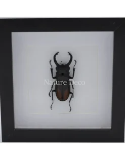 Hexarthrius Parryi Paradoxus (kever) in luxe 3D lijst 17 x 17cm