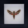 Hippotion Celerio (Wingerdpijlstaart) in luxe 3D lijst 12 x 12cm