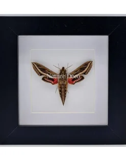 Hippotion Celerio (Wingerdpijlstaart) in luxe 3D lijst 12 x 12cm