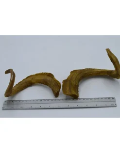 Hoorns set 1