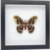 Hyalophora Cecropia in luxe 3D lijst 22 x 22 cm