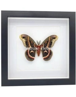 Hyalophora Cecropia in luxe 3D lijst 22 x 22 cm