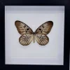 Idea Blanchardi in luxe 3D lijst 22 x 22cm