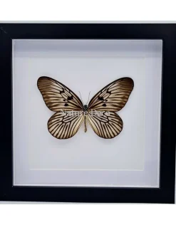 Idea Blanchardi in luxe 3D lijst 22 x 22cm