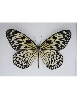 Idea Leuconoe in luxe 3D lijst 22 x 22cm