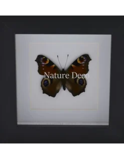 Inachis io (dagpauwoog) in luxe 3D lijst