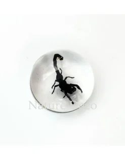 Insect in druppel #1