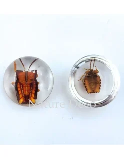 Insect in druppel #6