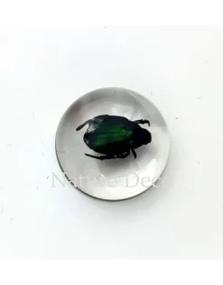 Insect in druppel #3