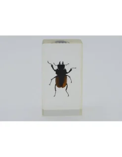 Insect in hars #17 7 x 4cm
