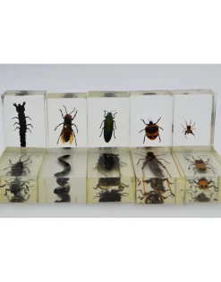 Insect in hars #17 7 x 4cm