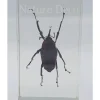 Insect in hars #26 7 x 4cm