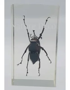 Insect in hars #26 7 x 4cm
