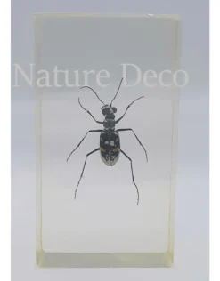Insect in hars #19 7 x 4cm