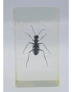 Insect in hars #19 7 x 4cm