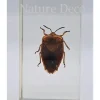 Insect in hars #11 7 x 4cm