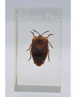 Insect in hars #11 7 x 4cm