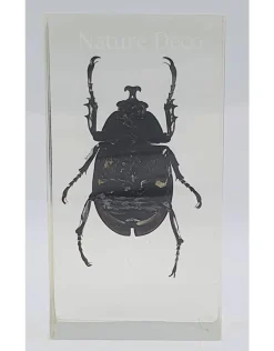 Insect in hars #23 7 x 4cm
