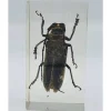 Insect in hars #34 7 x 4cm