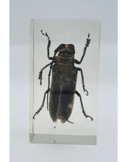 Insect in hars #34 7 x 4cm
