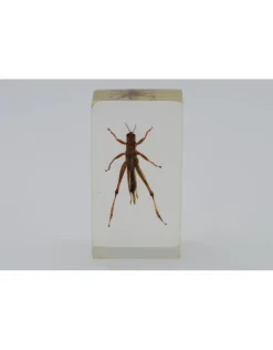 Insect in hars #20 7 x 4cm