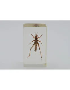 Insect in hars #20 7 x 4cm