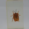 Insect in hars #35 7 x 4cm