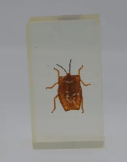 Insect in hars #35 7 x 4cm